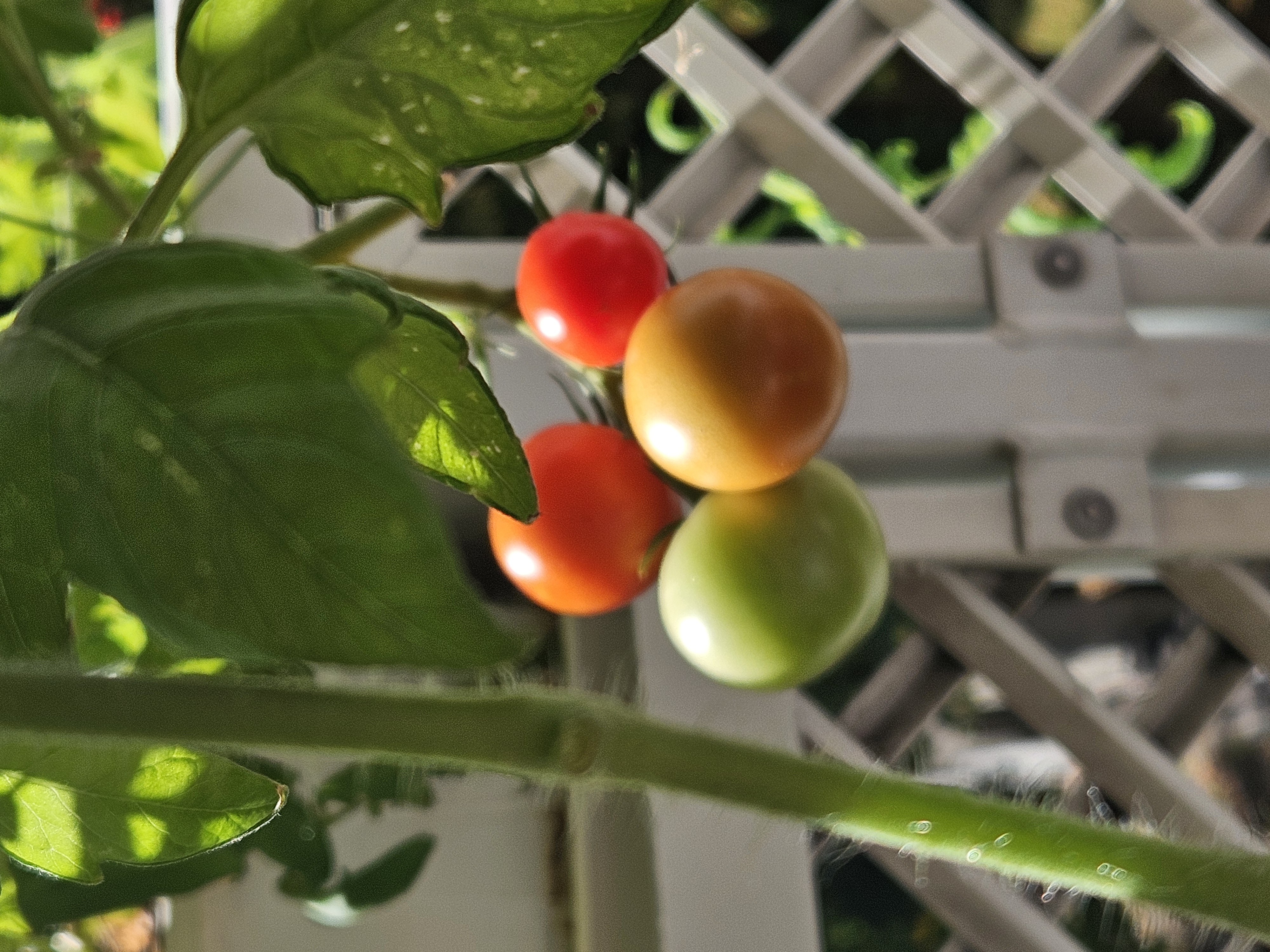 Tomatoes ripening on the vine